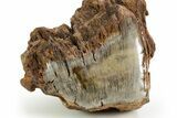 Triassic-Age Petrified Wood Log - Madagascar #379261-3